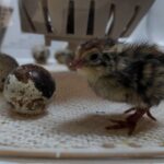 cortunix quail chick and egg hatching in incubator