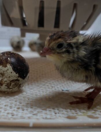 cortunix quail chick and egg hatching in incubator