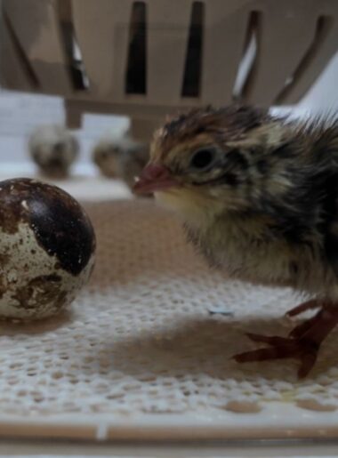 cortunix quail chick and egg hatching in incubator